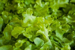 a head of fresh leafy lettuce.